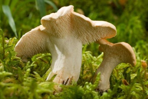 Lengua de vaca fresca (Hydnum repandum)