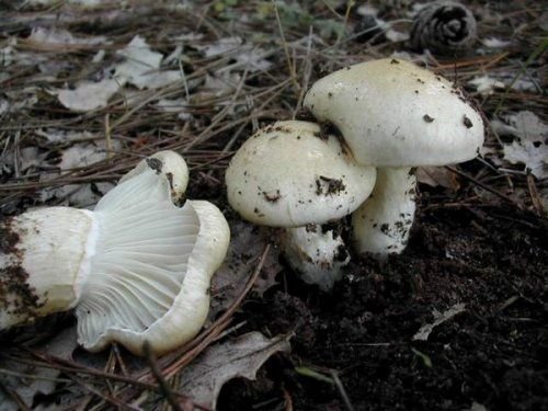 Llanega blanca fresca – Seta silvestre de temporada