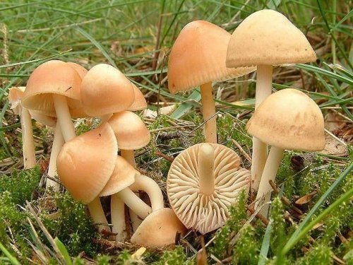 Moixernó (Marasmius oreades) – Setas silvestres seleccionadas