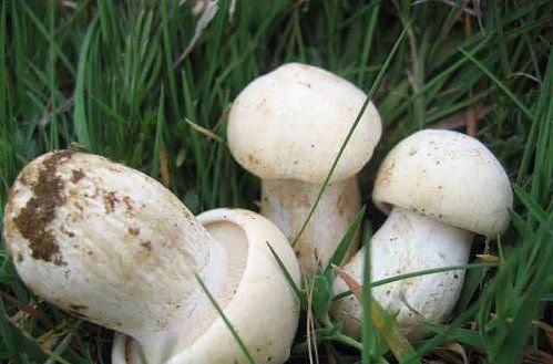 Perretxico fresco (Tricholoma georgii)