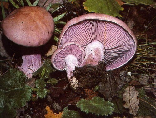 Pie Azul (Lepista nuda) – Seta silvestre seleccionada