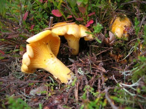 Rebozuelo fresco (Cantharellus cibarius)