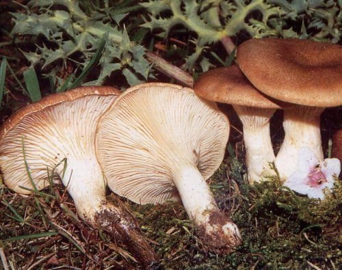 Seta de Cardo Silvestre – Pleurotus eryngii