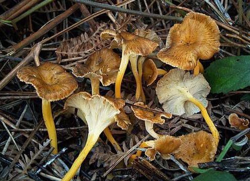 Trompeta amarilla fresca (Craterellus lutescens)