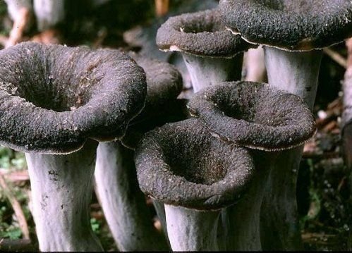 Trompeta de la muerte fresca (Craterellus cornucopioides)