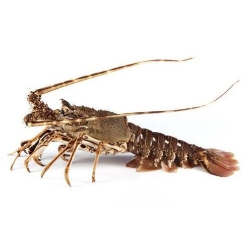 Langosta